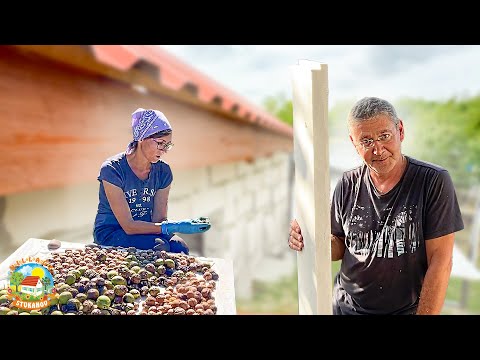 Видео: Строим дом на хуторе, утепляем армопояс пенополистиролом. Собираем урожай орехов!