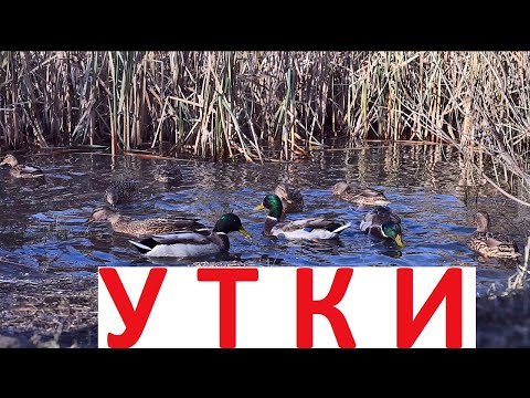 Видео: Утки в парке Юбилейный. 2025 🦆