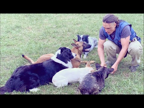 Видео: Как учить глупую собаку