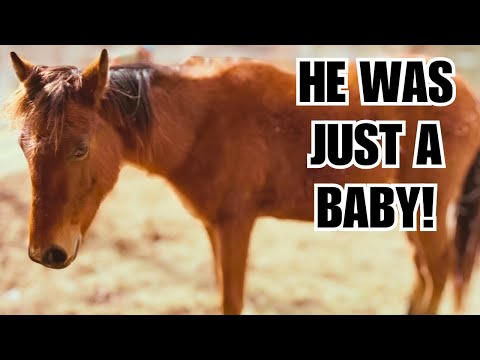 Видео: Трансформация лошади на аукционе за 275 долларов! ❤️