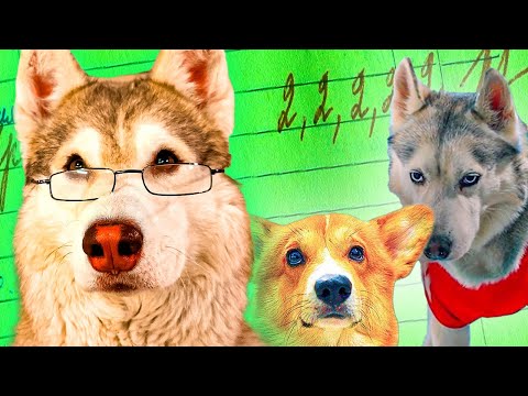 Видео: ЕСЛИ БЫ ПЁСИКИ ХОДИЛИ В ШКОЛУ!! НОВАЯ КОНТРОЛЬНАЯ! Хаски Бублик Говорящая собака