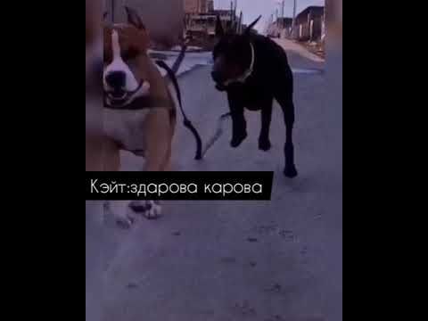 Видео: 😈~Pov~8 серия~Страдания изгоя ~Payton Moormeier~