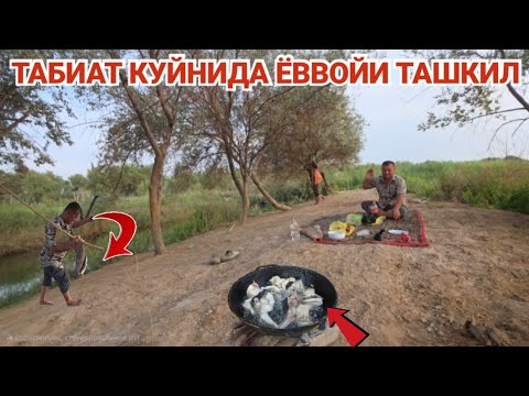 Видео: ТАБИАТ КУЙНИДА ЁВВОЙИ ТАШКИЛ БАЛИК ОВИ