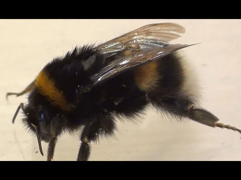 Видео: Заселяем шмелевники.