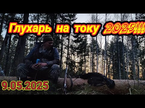Видео: Охота на глухарином току сегодня утром!!!  Встреча на току с конкурентом!!! Трофей добыт.
