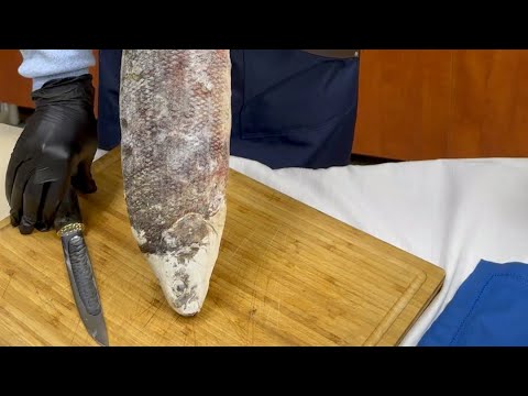 Видео: Чир🐟 Восточно Сибирское море