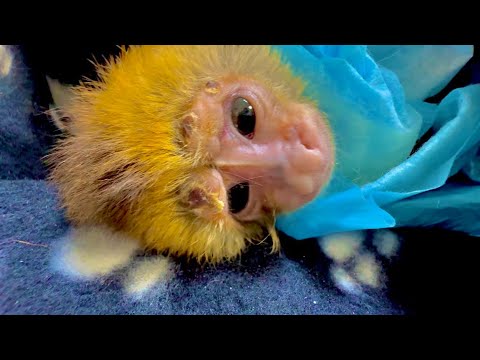 Видео: Мы поехали в клинику ЗооДоктор, хвостик маленькому Финику не удастся спасти хотя мы так старались.