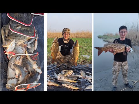 Видео: Балық аулау. Сазан балығы керемет демалыс