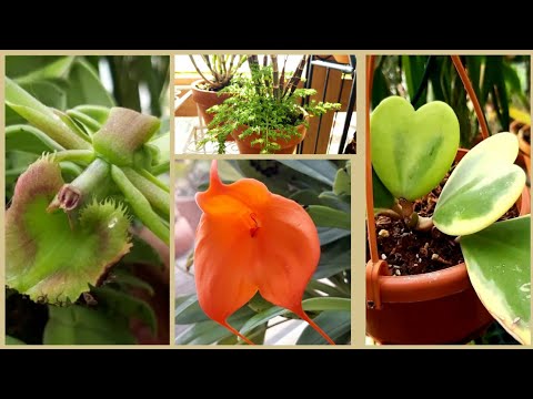Видео: Epidendrum medusae - неудачное цветение, ТОЛЬКО СВЕТ ТУТ НИ ПРИ ЧЕМ  ☺. И обзорчик в теплице.