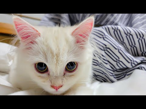 Видео: Пребывание в отеле японских кошек🐈🐈❤️ | Микат Югавара