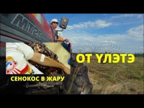 Видео: ОТ ҮЛЭТЭ - СЕНОКОС В ЖАРУ - САҤА БИИДЬИК