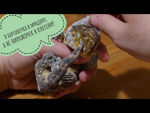 Видео: Снимаем кожу с дракона! Теперь он снова новый! Линька гигантского гекеона банананоеда