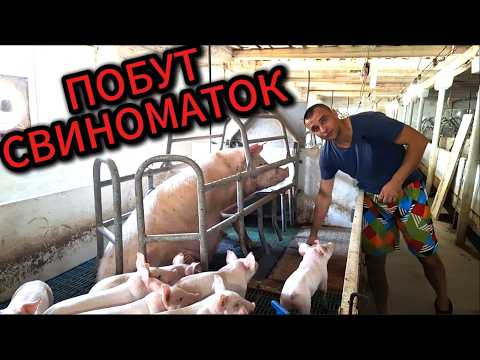 Видео: ОБЛАШТУВАННЯ СВИНАРНИКА. ОГЛЯД МАТОЧНИКА