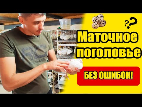 Видео: Перепела на материнское стадо!