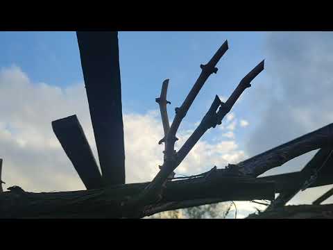 Видео: Способы обрезки технических сортов винограда