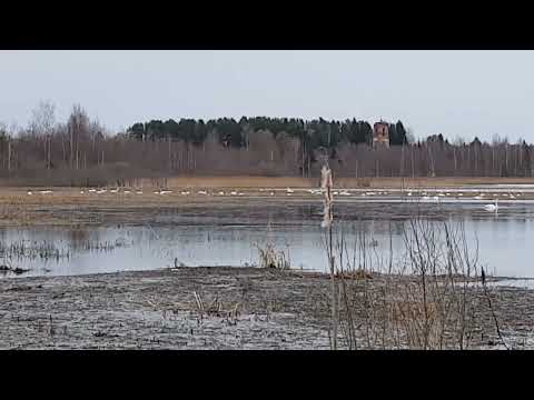 Видео: Лебеди-поплавки!  Лебединое озеро Окуловское.