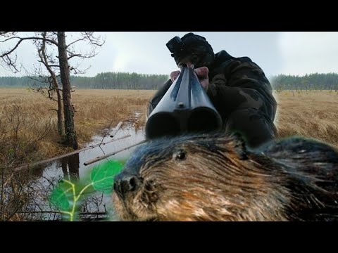 Видео: Охота на бобра по светлому. Beaver hunting. 2022