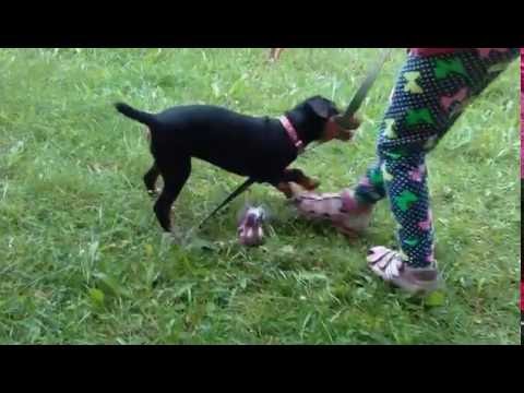 Видео: Воспитание щенка. Ягдтерьер, немного о породе