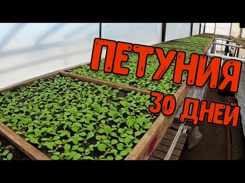 Видео: Петуния 30 дней после посева