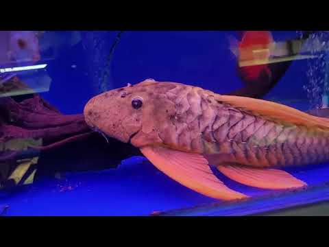 Видео: Московская птичка Февраль 2025г