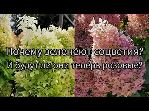 Видео: Почему у гортензии стали зелёные соцветия ???