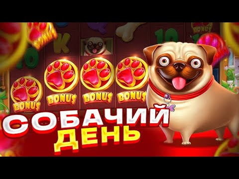 Видео: ДИЧАЙШИЙ ЗАНОС X50 В СОБАКАХ (The Dog House Megaways) // ВЫИГРАЛ 500К РУБЛЕЙ // ЗАНОСЫ НЕДЕЛИ