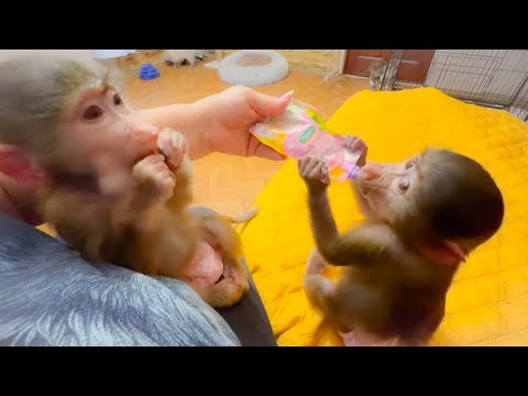 Видео: Манечка станет для Степки ЛУЧШЕЙ ЖЕНОЙ, она полностью изучила его характер с детства!