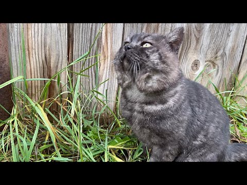 Видео: Сегодня у нас пятница 