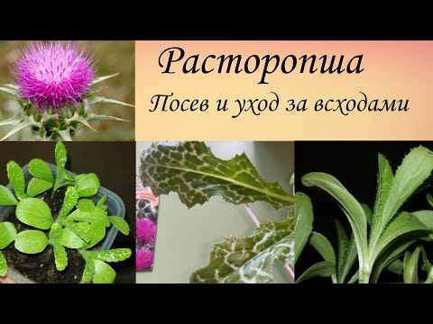 Видео: Расторопша. Посев и уход.