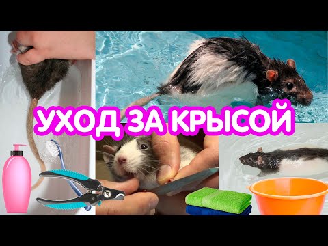 Видео: Уход за крысой. Купание крыс, уход за шерстью, ушами, чистка хвоста, стрижка когтей