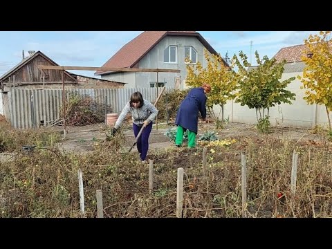 Видео: ЩО РОБИТИ З БАДИЛЛЯМ ПОМіДОРіВ?!