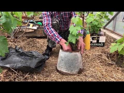 Видео: Посадка саженцев винограда в ведро (на доращивание). 11.05.2019г.  Виноградник Сергея Певнёва