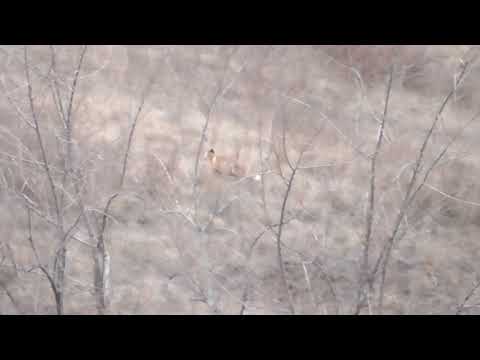 Видео: Три хищника. Посмотрели друг на друга и разошлись миром.