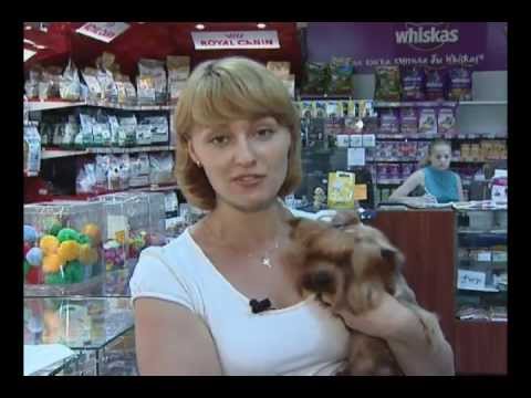 Видео: Стрижка собак в Зоосалоне "ФОКС"