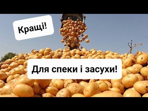 Видео: Кращі сорти картоплі: ТОП 4 посухостійких сортів, які повинні бути у кожного