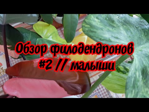 Видео: Обзор филодендронов #2 // малыши