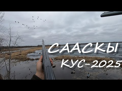 Видео: Сааскы Кус Хаас 2025 / Весенняя охота на уток и гуся #весенняяохота #hunting #охотанагуся #булт