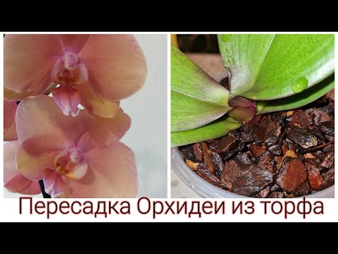 Видео: Пересадка Орхидеи из торфа | Phal. Saporita, aroma
