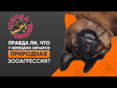 Видео: У всех немецких овчарок зооагрессия?