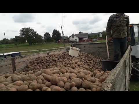 Видео:  Саморобна картопле сортовалка 