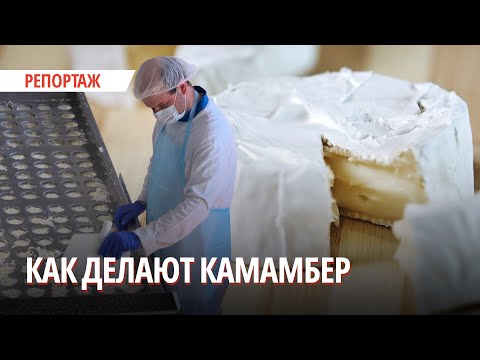 Видео: Как на единственном в стране заводе делают сыр с благородной плесенью