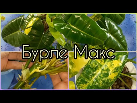 Видео: Почему ВАРИЕГАТНЫЕ растения дорогие🌱Филодендрон Бурле Макс🍀Особенности сорта🌱Размножение за 8 дней🍀