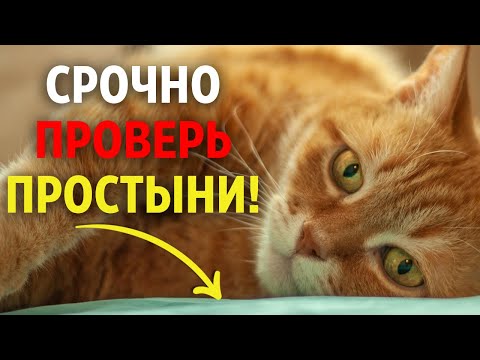 Видео: 🛌 НИКОГДА не пускайте кошку в постель, пока не посмотрите это видео!