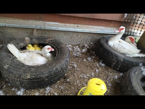 Видео: Почему не выгодно самим держать племенное стадо мускусных уток? Поясняю и отвечаю на вопросы