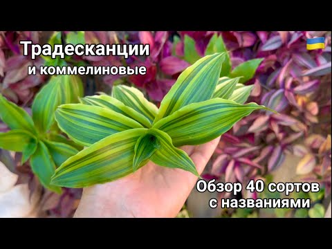 Видео: Секрет выращивания красивых Традесканций. Обзор сортов.