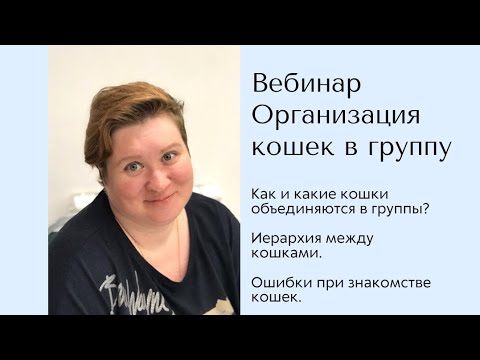 Видео: Организация кошек в группу. Вебинар зоопсихолога Татьяны Куликовой.