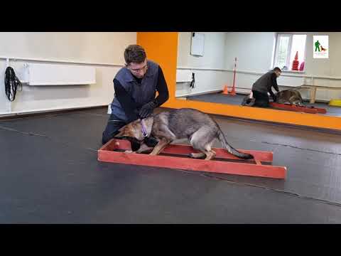 Видео: Сидеть, лежать и стоять или комплекс по передним лапам [Практика]