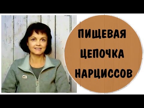 Видео: Пищевая цепочка нарциссов * Как нарциссы забирают энергию и силы