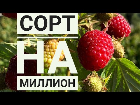 Видео: Полька эмес ПОЛАНА МАЛИНА сын бизнес кылган ага ини. Ыссык-Кол, Талды-Суу.