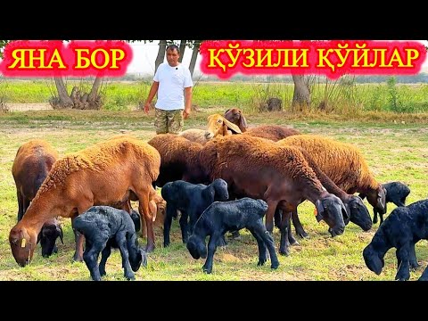 Видео: ҚЎЗИЛИ ВА БЎГОЗ ҚЎЙЛАР ҚАЙТА ҚОЧИБ ЯНА ТЎЛЛАР